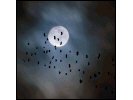 Bats applet screenshot
